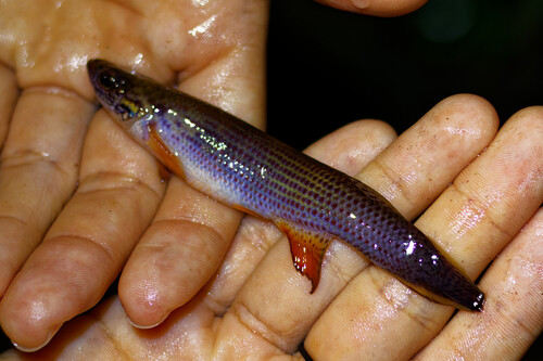 Fire rivulus (Anablepsoides igneus) — Rivulidae — 2