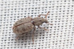 Listronotus bonariensis