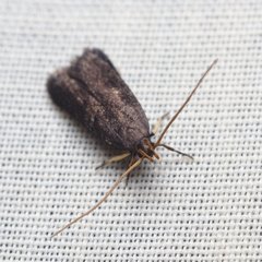 Lecithocera micromela