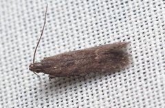 Monochroa leptocrossa