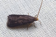 Lecithocera micromela