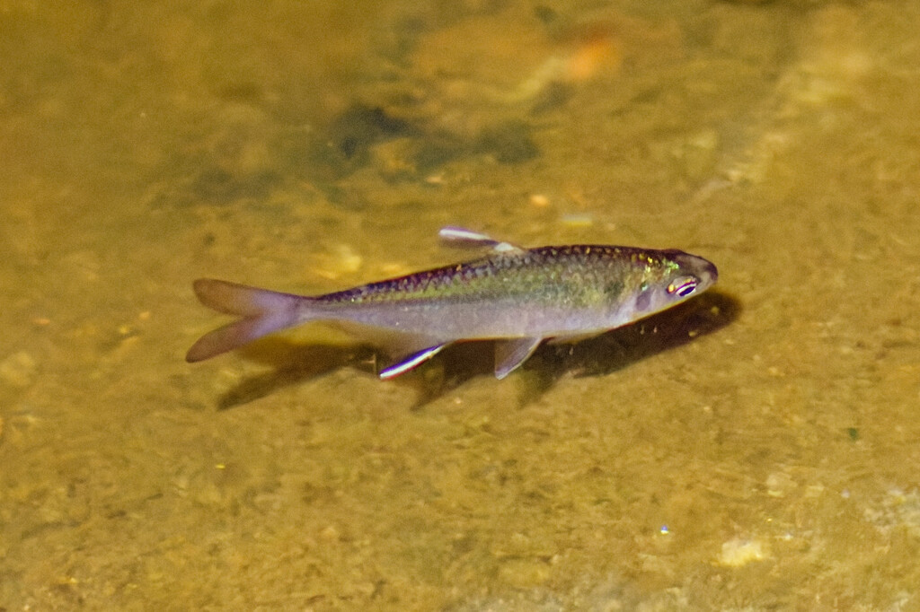 Featherfin tetra (Hemigrammus unilineatus) — Characidae