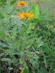 Golovinomyces inulae