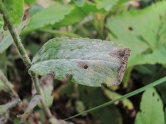 Golovinomyces inulae