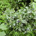 Salvia mexicana mexicana - Photo (c) candidamixtlan, algunos derechos reservados (CC BY-NC)