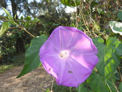 Ipomoea suffulta