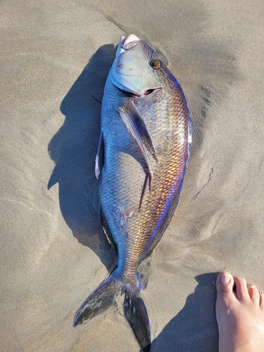 Blue morwong (Nemadactylus valenciennesi) — Cheilodactylidae — 2