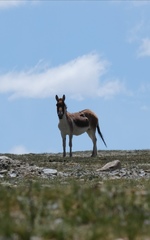 Equus kiang