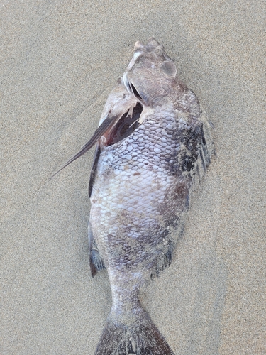 Pseudogoniistius nigripes