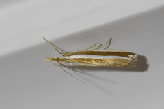 Orocrambus apicellus
