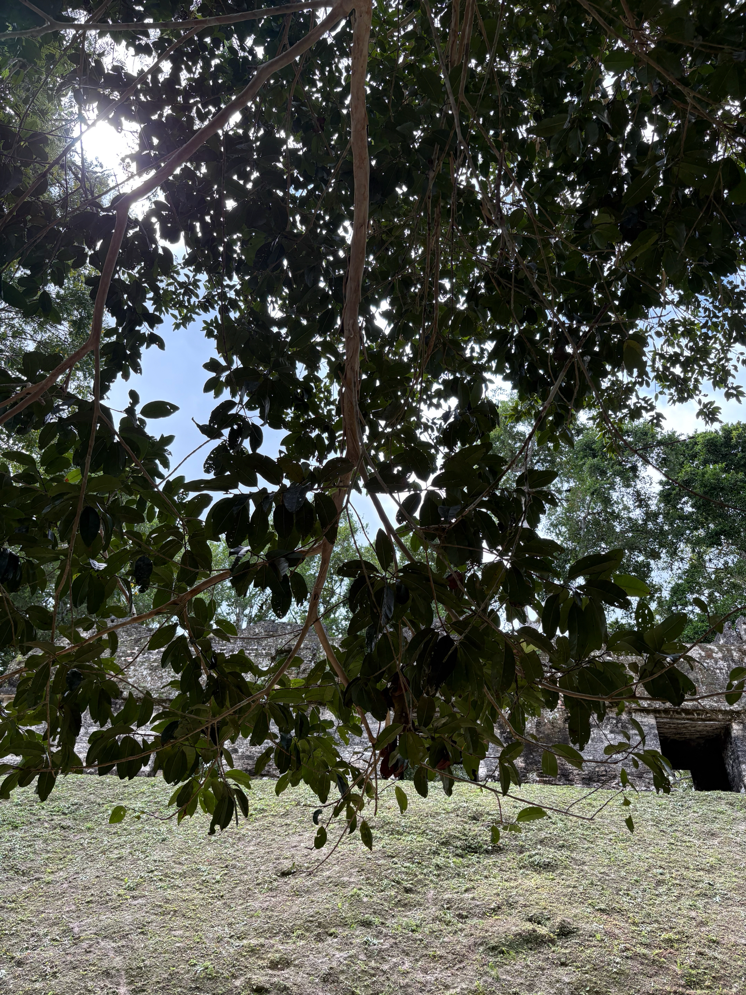 Imagem de Pimenta-de-jamaica