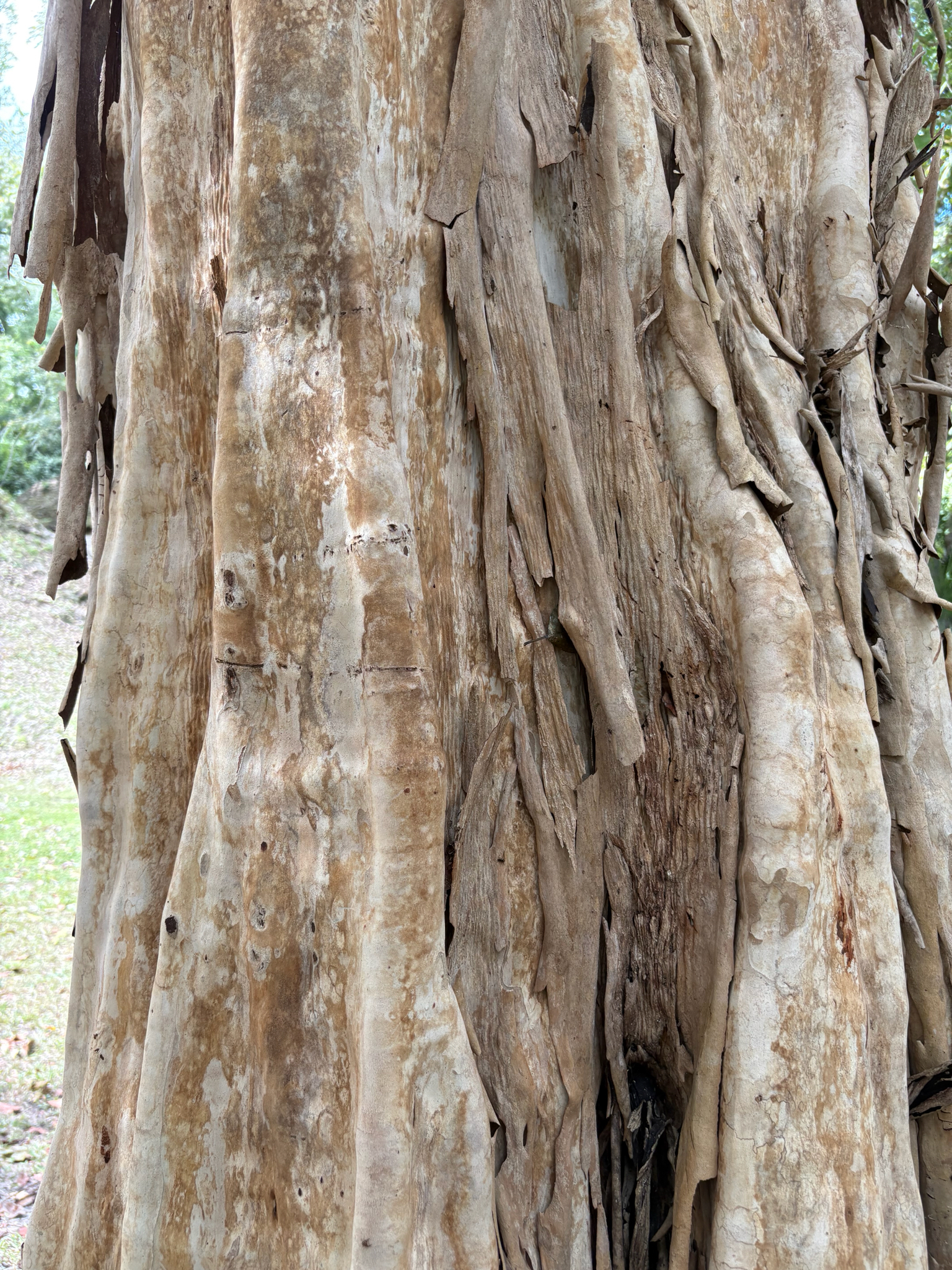 Imagem de Pimenta-de-jamaica