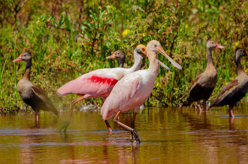 Roseate Spoonbill