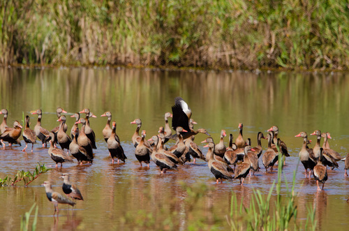 Black-bellied Whistling-Duck