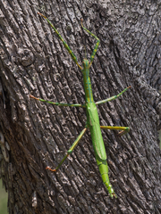 Eurycnema versirubra