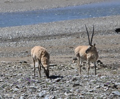 Pantholops hodgsonii