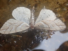 Chalastra aristarcha