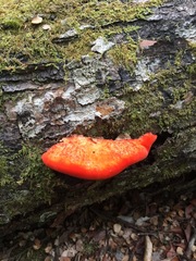 Aurantiporus pulcherrimus