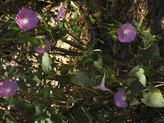 Ipomoea suffulta