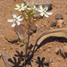 Ixia paucifolia - Photo (c) Felix Riegel, algunos derechos reservados (CC BY-NC), subido por Felix Riegel