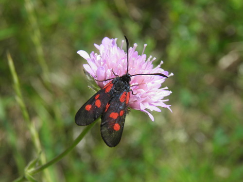 Paprastasis marguolis