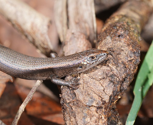 Southern Forest Coolskink