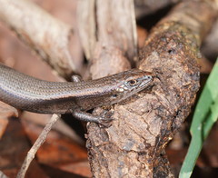 Southern Forest Cool-Skink photo 2