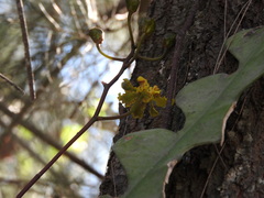 Trichocentrum
