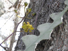 Disocactus anguliger