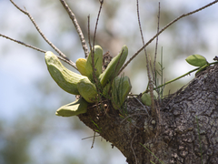Dischidia major