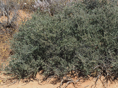 Tetraena chrysopteros