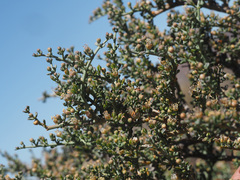 Tetraena chrysopteros