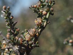 Tetraena chrysopteros