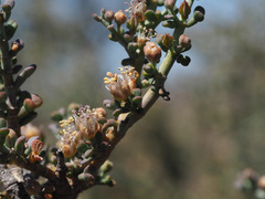 Tetraena chrysopteros