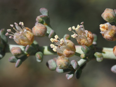 Tetraena chrysopteros