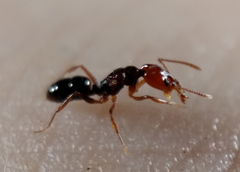 Anochetus rectangularis
