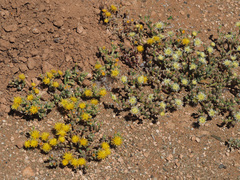 Mesembryanthemum inachabense