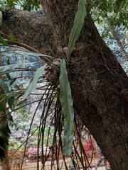 Asplenium australasicum