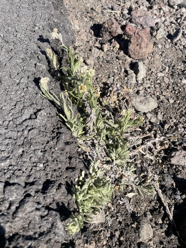 Pseudognaphalium sandwicensium observed 2026-02-18
