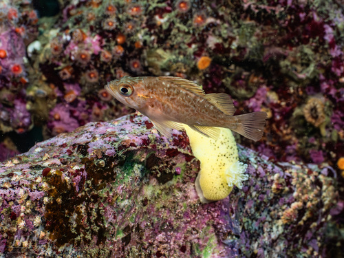 Kelp rockfish (Sebastes atrovirens) — Sebastidae — 4