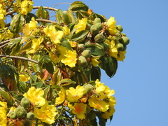 Cochlospermum religiosum