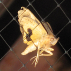 Eudocima serpentifera