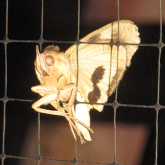 Eudocima serpentifera