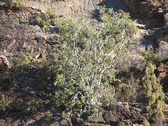 Ficus cordata cordata
