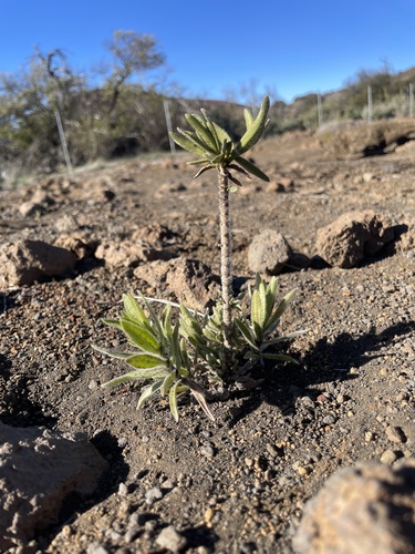 Dubautia arborea observed 2026-02-18