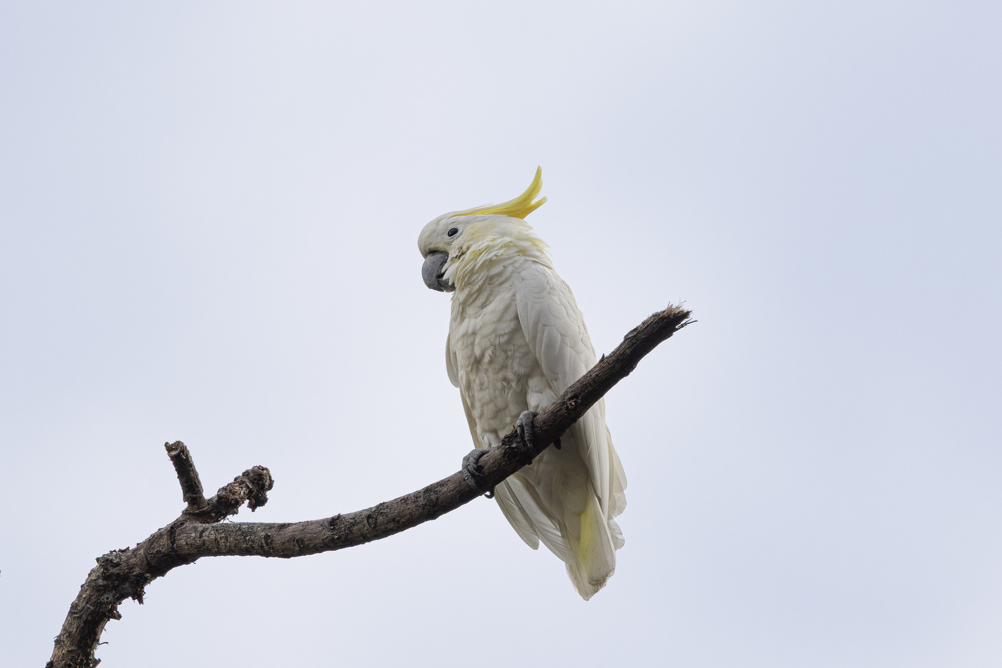 Yellow-crested Cockatoo (Cacatua sulphurea), photo 2