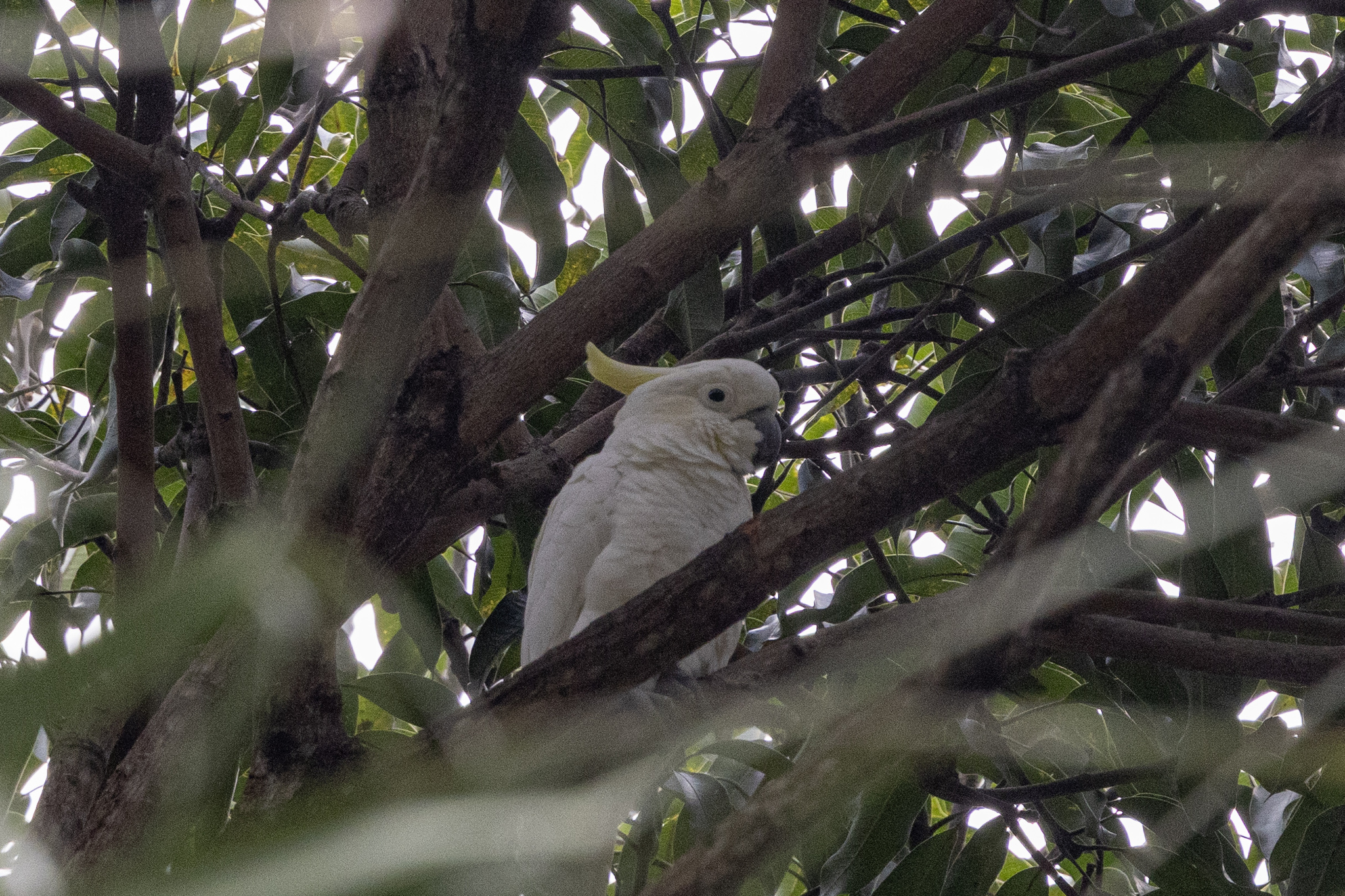 Yellow-crested Cockatoo (Cacatua sulphurea), photo 1