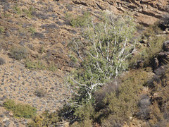 Ficus cordata cordata