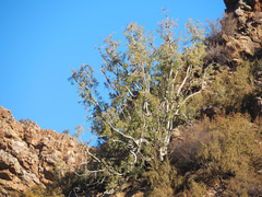 Ficus cordata cordata