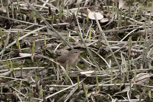 Dusky Warbler (Phylloscopus fuscatus), photo 6